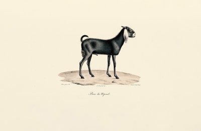 Nepalesische Ziege von Jacques Christophe Werner
