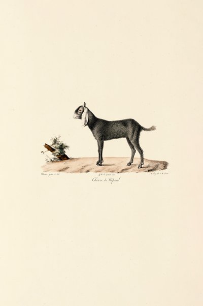 Nepalesische Ziege von Jacques Christophe Werner