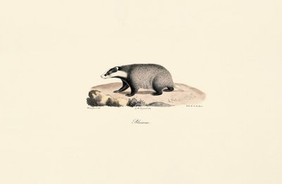 Neufundländer von Jacques Christophe Werner