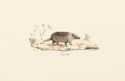 Neunbinden-Gürteltier von Jacques Christophe Werner