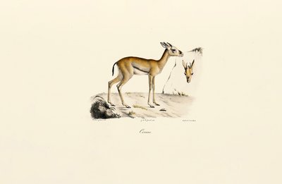 Nordafrikanische Gazelle von Jacques Christophe Werner