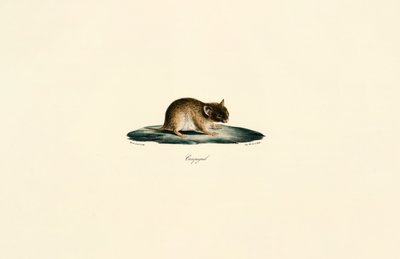 Nordafrikanische Wüstenrennmaus von Jacques Christophe Werner