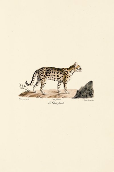 Ozelot, weiblich von Jacques Christophe Werner