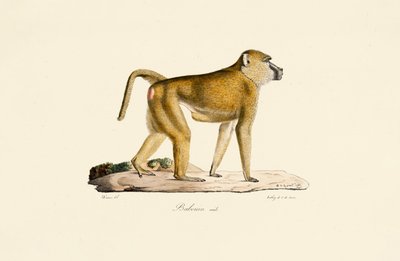 Olivenpavian (männlich) von Jacques Christophe Werner
