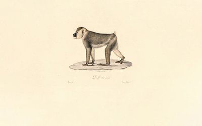 Olive Pavian von Jacques Christophe Werner