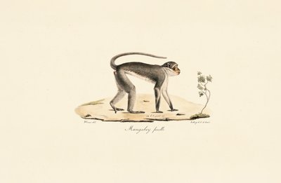 Patasaffe (weiblich) von Jacques Christophe Werner