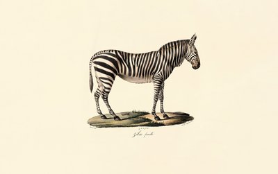 Steppenzebra, weiblich von Jacques Christophe Werner