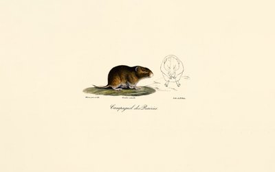 Präriewühlmaus von Jacques Christophe Werner
