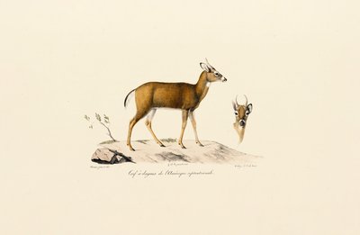 Gabelbock von Jacques Christophe Werner
