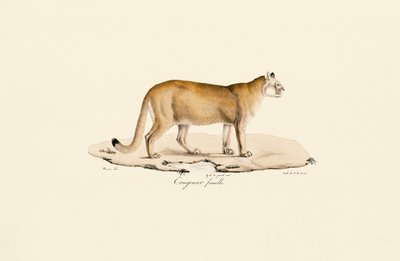 Puma, weiblich von Jacques Christophe Werner