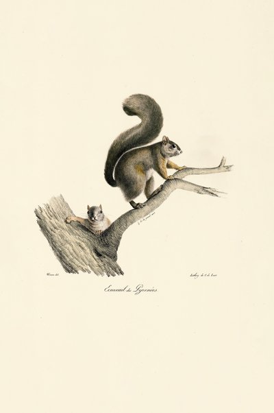 Pyrenäen-Eichhörnchen mit Jungem von Jacques Christophe Werner