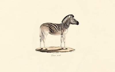 Quagga, weiblich von Jacques Christophe Werner