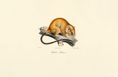 Rotbauchhörnchen (Pithécidie Mélanure) von Jacques Christophe Werner