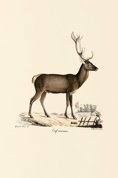 Rothirsch von Jacques Christophe Werner