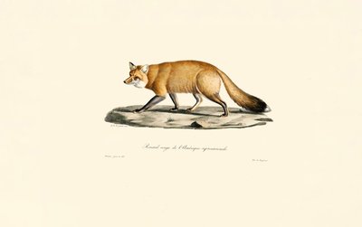 Rotfuchs von Jacques Christophe Werner
