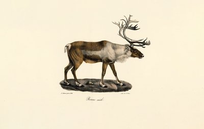 Rentier (Männlich) von Jacques Christophe Werner