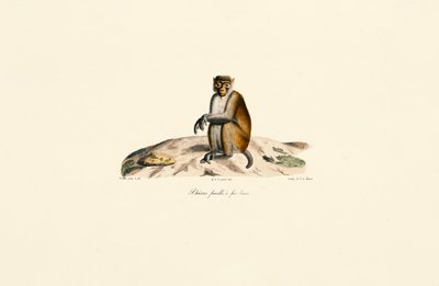 Rhesusaffe (Macaca mulatta) von Jacques Christophe Werner