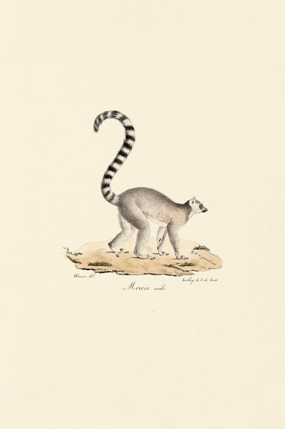 Ringelschwanzlemur Männlich von Jacques Christophe Werner