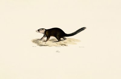 Ringelschwanz-Vontsira von Jacques Christophe Werner