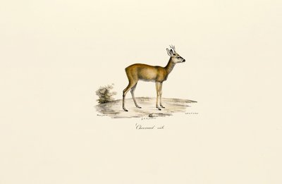 Rehbock von Jacques Christophe Werner