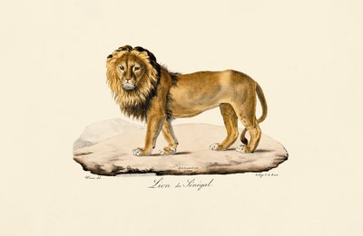 Senegal-Löwe von Jacques Christophe Werner
