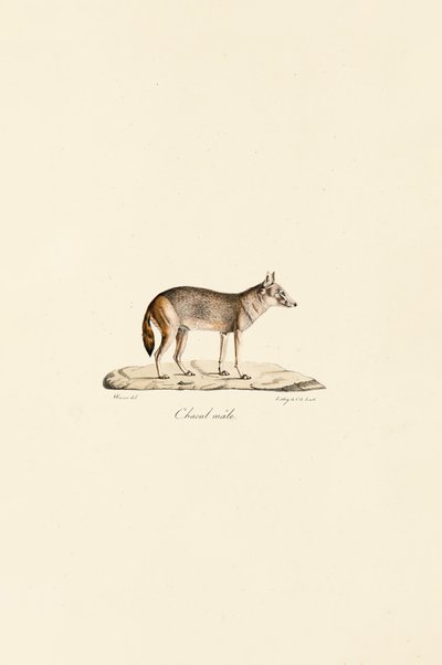 Seitenstreifen-Schakal von Jacques Christophe Werner