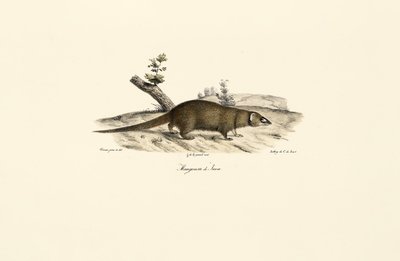 Kleiner Asiatischer Mungo von Jacques Christophe Werner