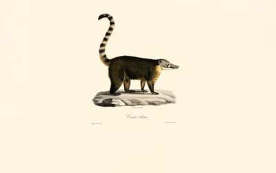 Südamerikanischer Nasenbär (Nasua nasua) von Jacques Christophe Werner