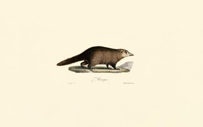 Südamerikanischer Nasenbär von Jacques Christophe Werner