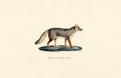 Südamerikanischer Fuchs von Jacques Christophe Werner