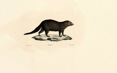 Südamerikanischer Tayra von Jacques Christophe Werner