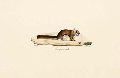 Südliches Flughörnchen (Männlich) von Jacques Christophe Werner