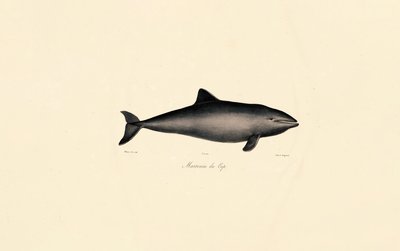 Südlicher Glattwal-Delfin von Jacques Christophe Werner