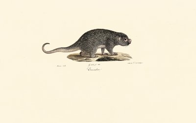 Stachelratte von Jacques Christophe Werner