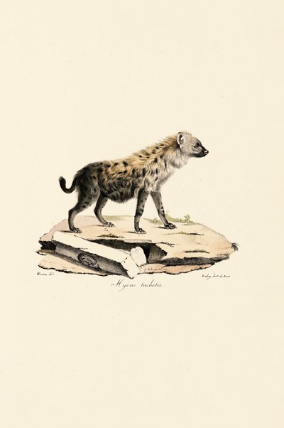 Fleckenhyäne von Jacques Christophe Werner