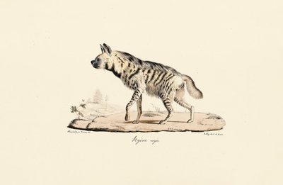 Gestreifte Hyäne von Jacques Christophe Werner