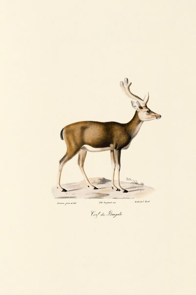 Sumpfhirsch von Jacques Christophe Werner