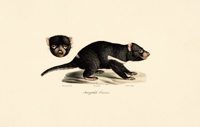 Tasmanischer Teufel von Jacques Christophe Werner