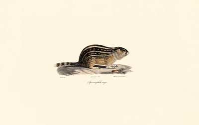 Dreizehnstreifen-Hörnchen von Jacques Christophe Werner
