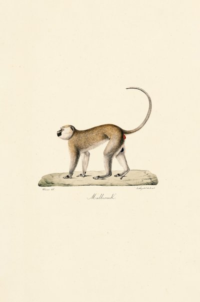 Grüner Meerkatze (Malbrouck) von Jacques Christophe Werner
