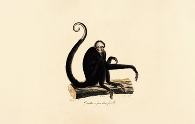 Weißstirn-Spinnenaffe (Weibchen) von Jacques Christophe Werner