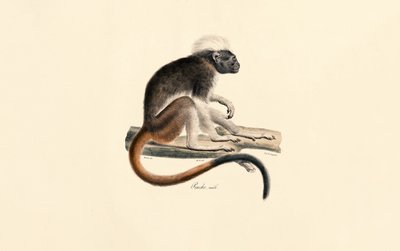 Weißköpfiger Roter Stummelaffe von Jacques Christophe Werner
