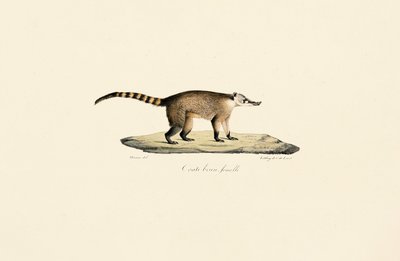 Weißnasen-Nasenbär (weiblich) von Jacques Christophe Werner