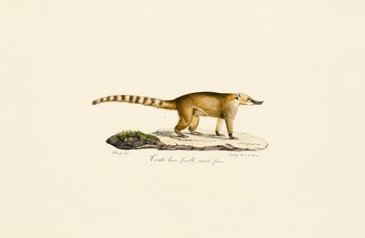 Weißnasen-Nasenbär (weiblich, hellere Variante) von Jacques Christophe Werner