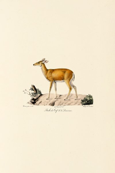 Weißwedelhirschkuh von Jacques Christophe Werner