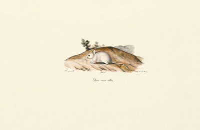 Weiße Springmaus (Souris variété albine) von Jacques Christophe Werner