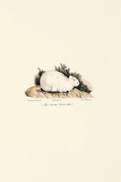 Weißes Kaninchen (Lepus domesticus) von Jacques Christophe Werner