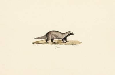 Vielfraß von Jacques Christophe Werner