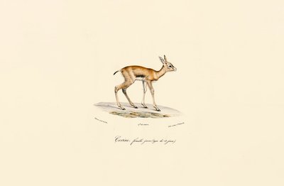 Junge weibliche Hirschziegenantilope von Jacques Christophe Werner