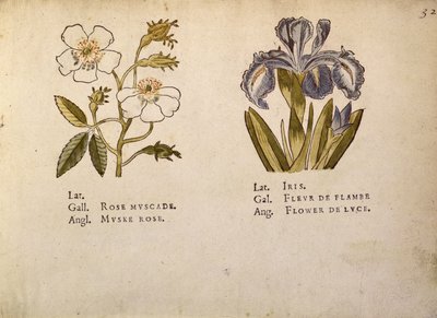 Rose und Iris, aus La Clef des Champs von Jacques Le Moyne